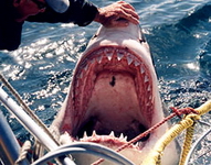 Great White Shark image