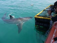 Great White Shark image